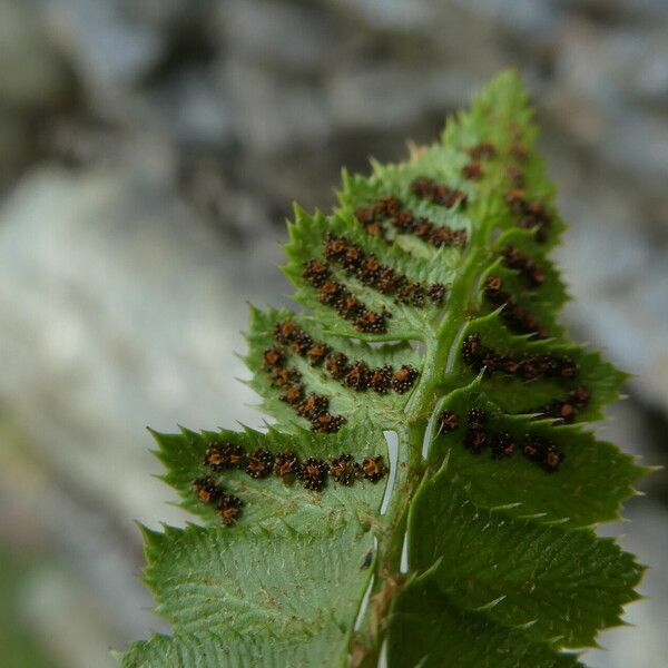 Polystichum lonchitis Fruit