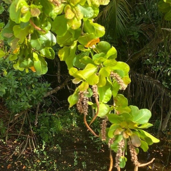 Terminalia buceras Flower