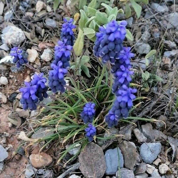 Muscari neglectum Цветок