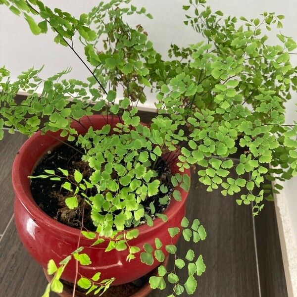 Adiantum raddianum Hostoa