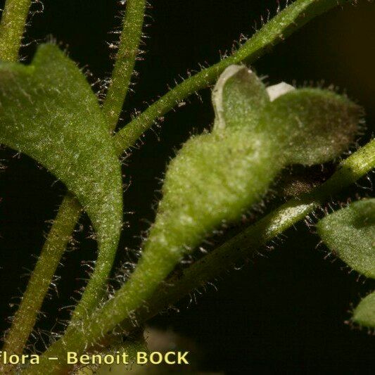 Saxifraga adscendens Frukt