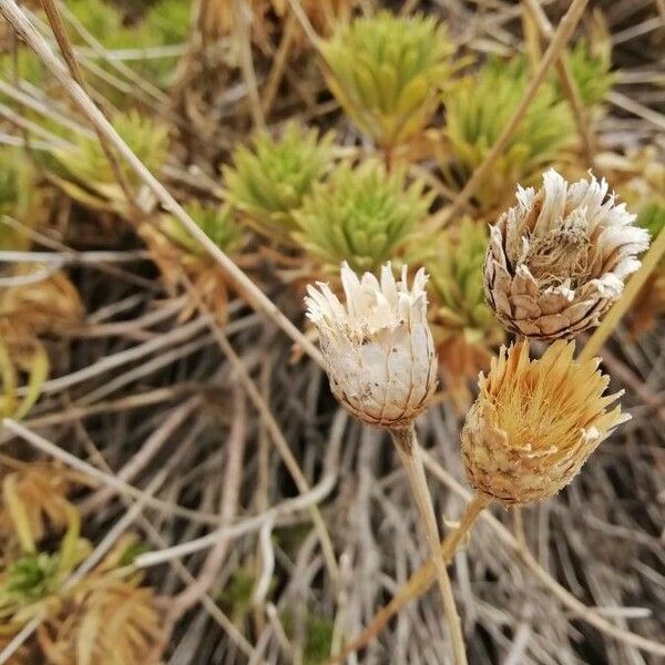 Cheirolophus teydis Λουλούδι