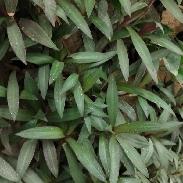 Tradescantia spathacea Blad