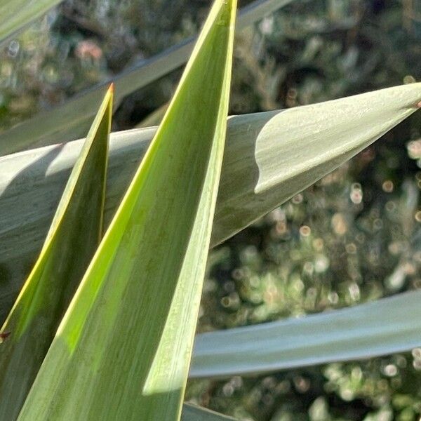 Yucca gloriosa ᱥᱟᱠᱟᱢ