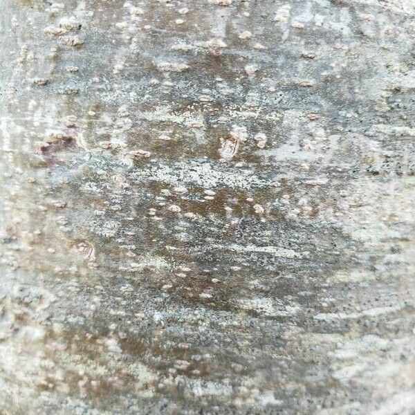 Pinus strobus Bark