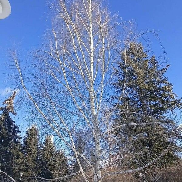 Betula pendula Hábito