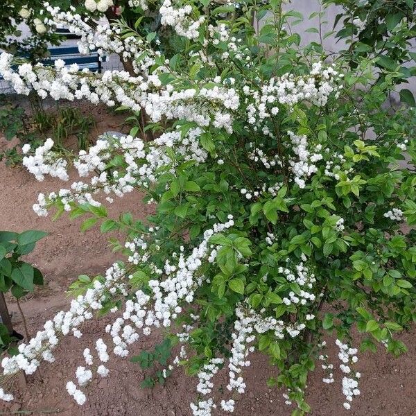 Prunus glandulosa (Chinese bush cherry)