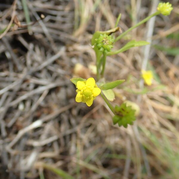 Ranunculus ophioglossifolius Flower