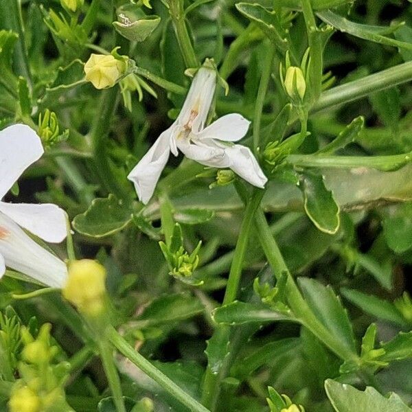 Lobelia erinus Habit