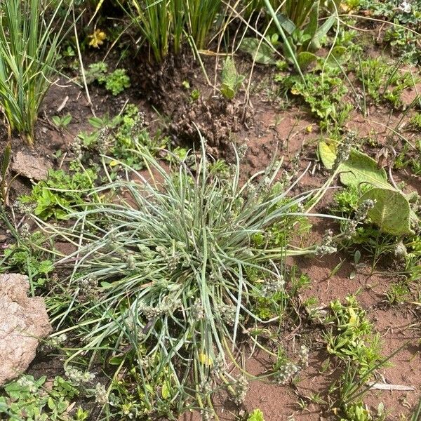 Plantago sericea Flor