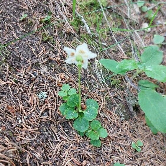 Moneses uniflora Cvet