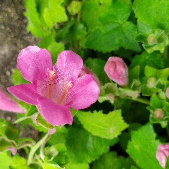 Lophospermum erubescens Кветка