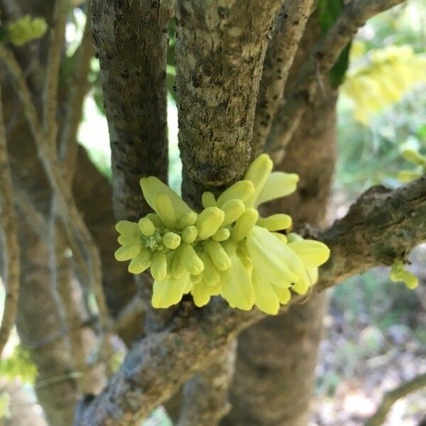 Oxera sulfurea Kwiat
