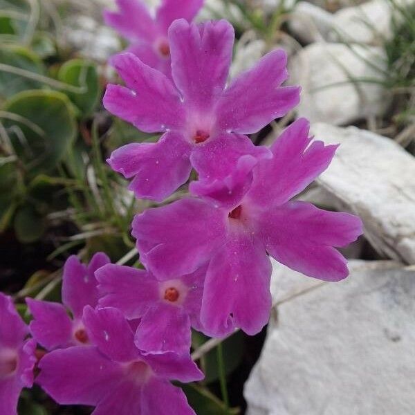 Primula spectabilis Žiedas