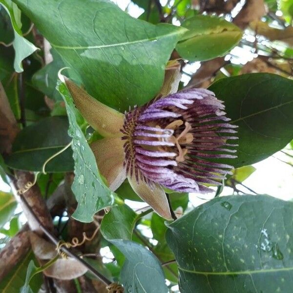 Passiflora ligularis ফুল