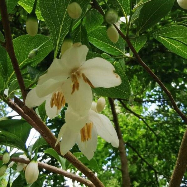 Styrax japonicus Кветка