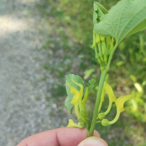 Aristolochia clematitis ফুল