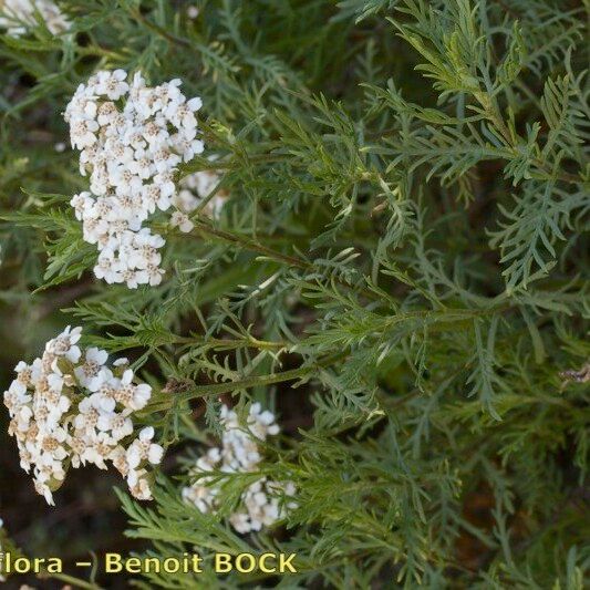 Achillea chamaemelifolia Хабит