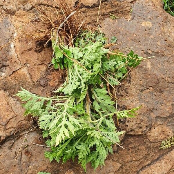 Parthenium hysterophorus Ліст