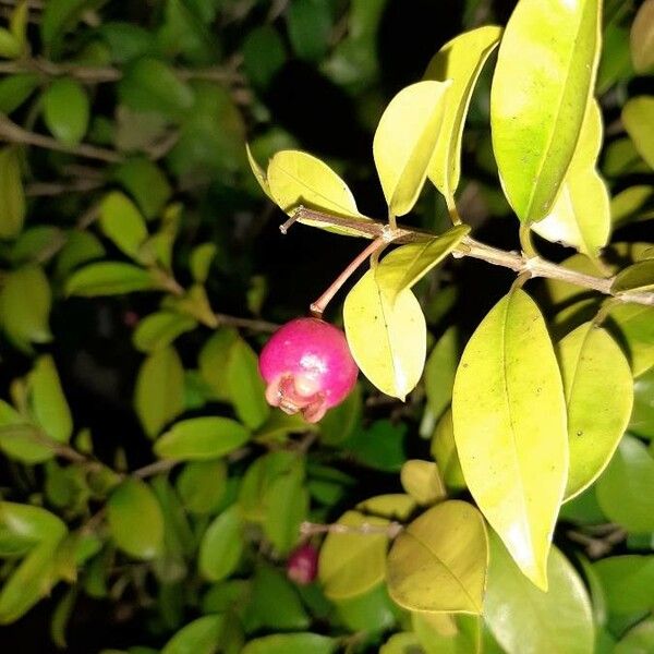 Myrtus communis Flower