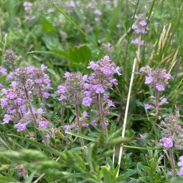 Thymus pulegioides Tervik taim