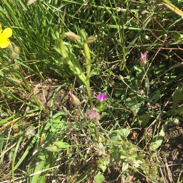 Legousia hybrida موطن