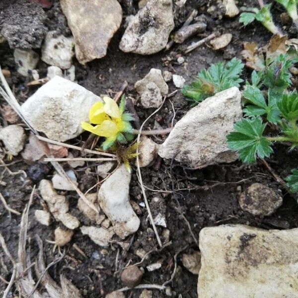 Potentilla verna Blad