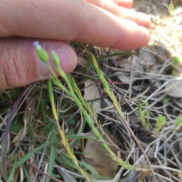 Linum bienne Hoja