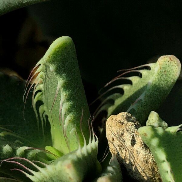 Faucaria tigrina Habitus