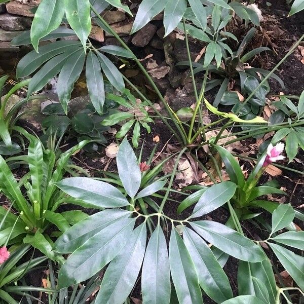 Philodendron goeldii Leaf