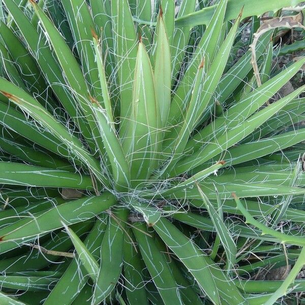 Agave filifera List