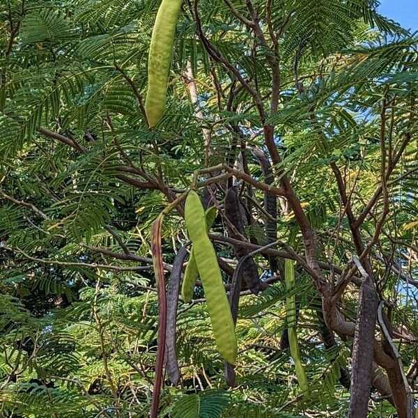 Leucaena leucocephala Плод