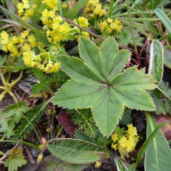 Alchemilla monticola Lehti