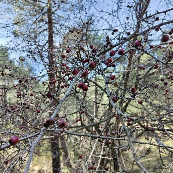 Crataegus laciniata Fruit