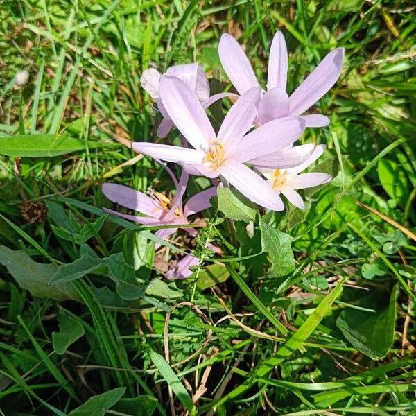 Colchicum multiflorum फूल