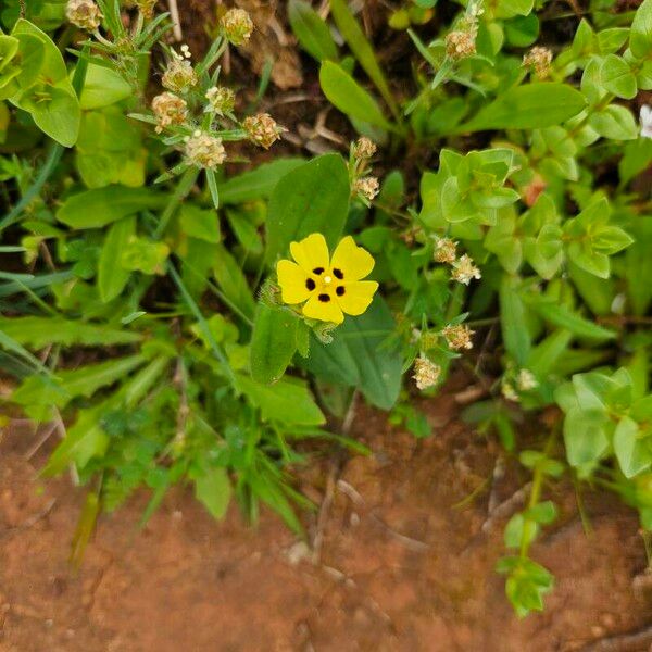 Tuberaria guttata 花