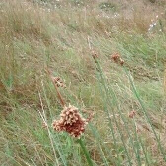 Juncus effusus Floare