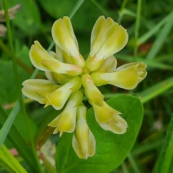 Astragalus glycyphyllos Flower