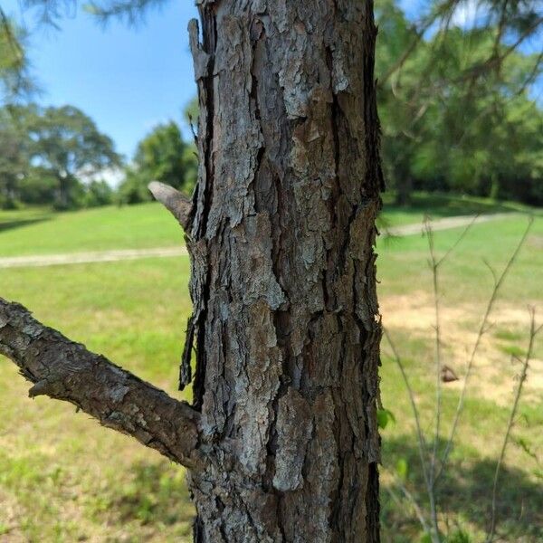 Pinus echinata Rhisgl