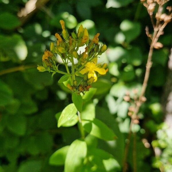 Hypericum hirsutum Кветка