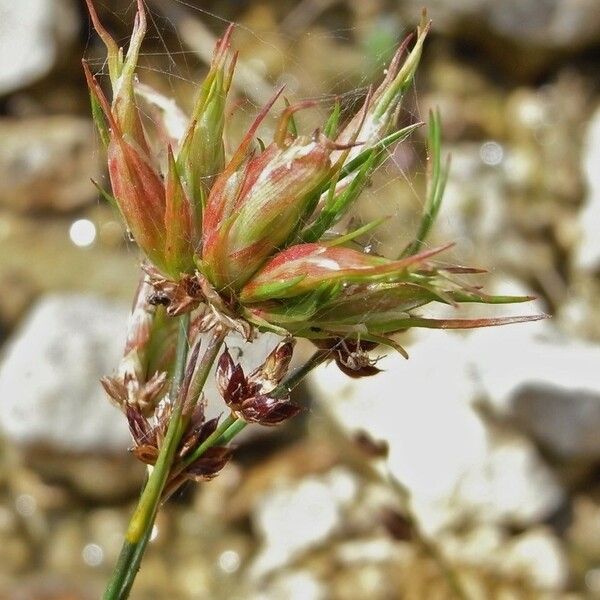 Juncus articulatus Fiore