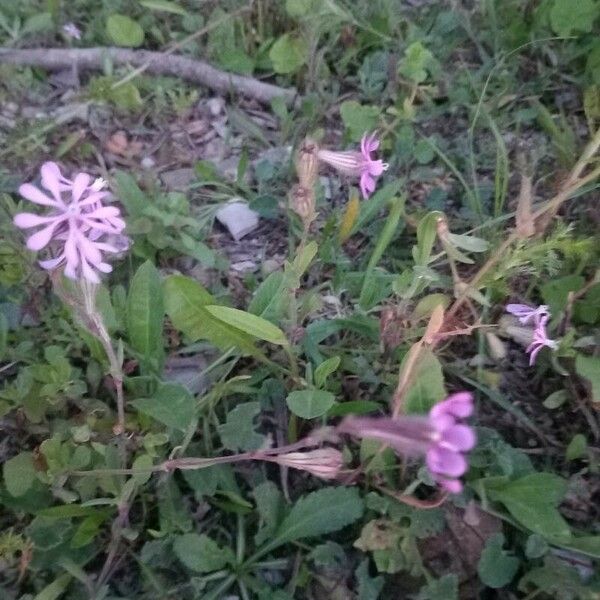 Silene colorata Květ