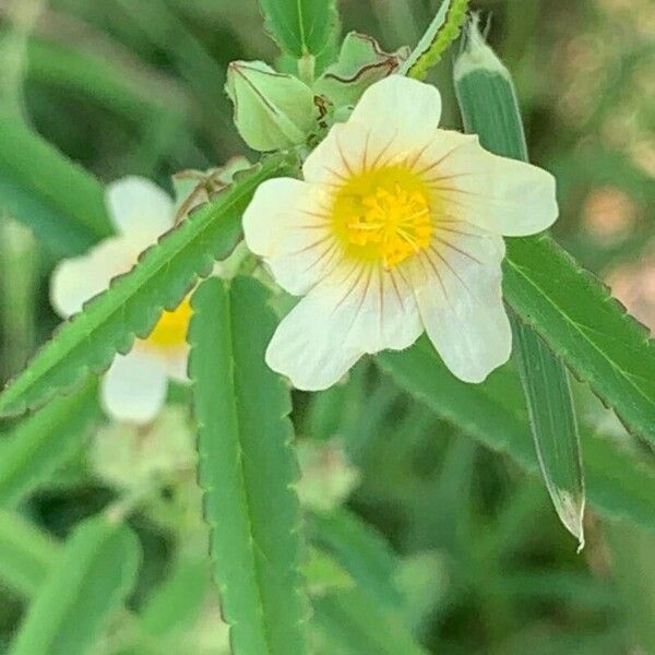 Sida acuta Floare