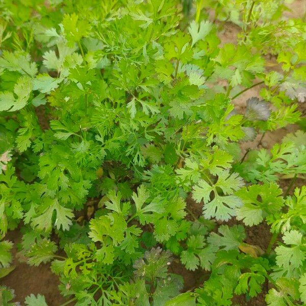 Coriandrum sativum Leaf