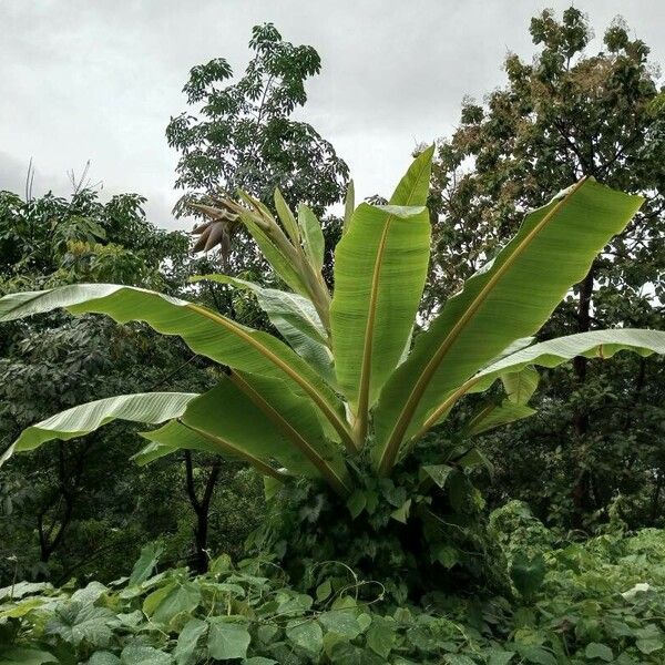 Ensete superbum Habitus