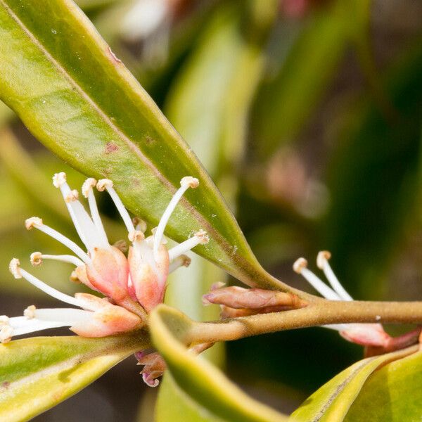 Sarcococca hookeriana Bark