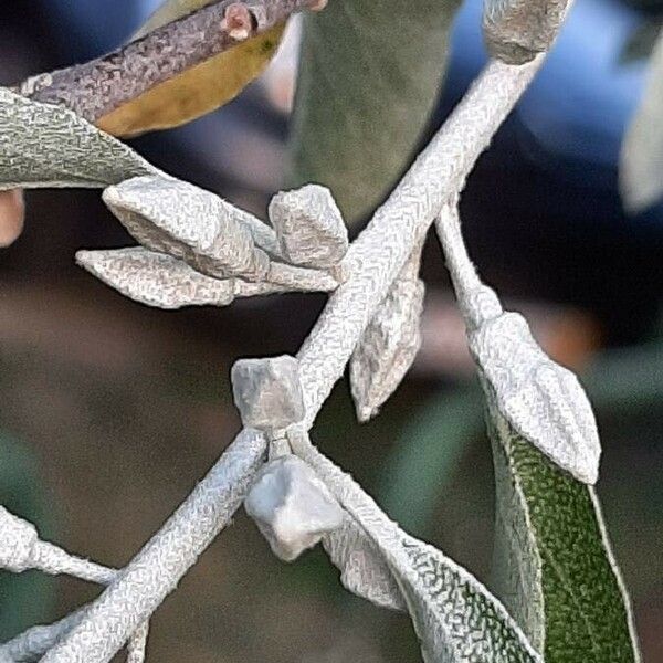 Elaeagnus angustifolia Fruto