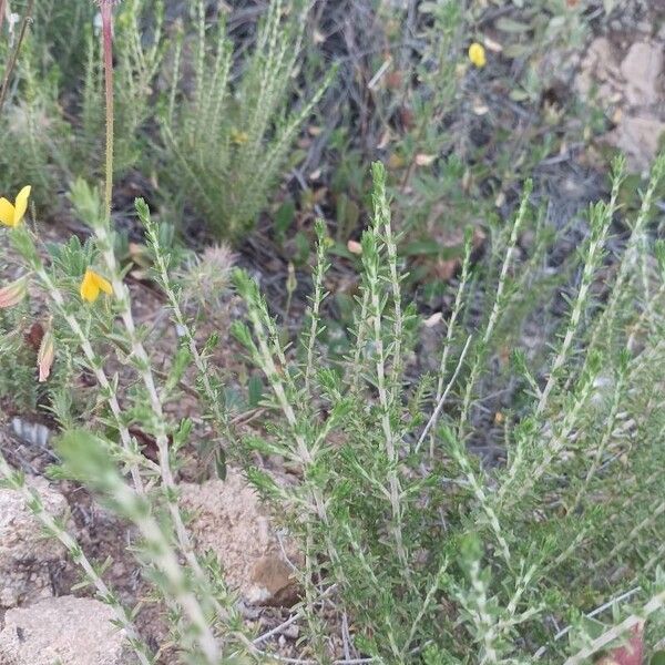 Thymbra capitata Leaf