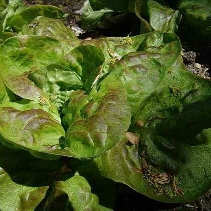 Lactuca sativa Lehti