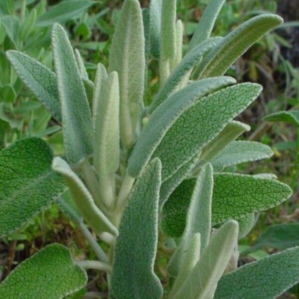 Phlomis purpurea Flower